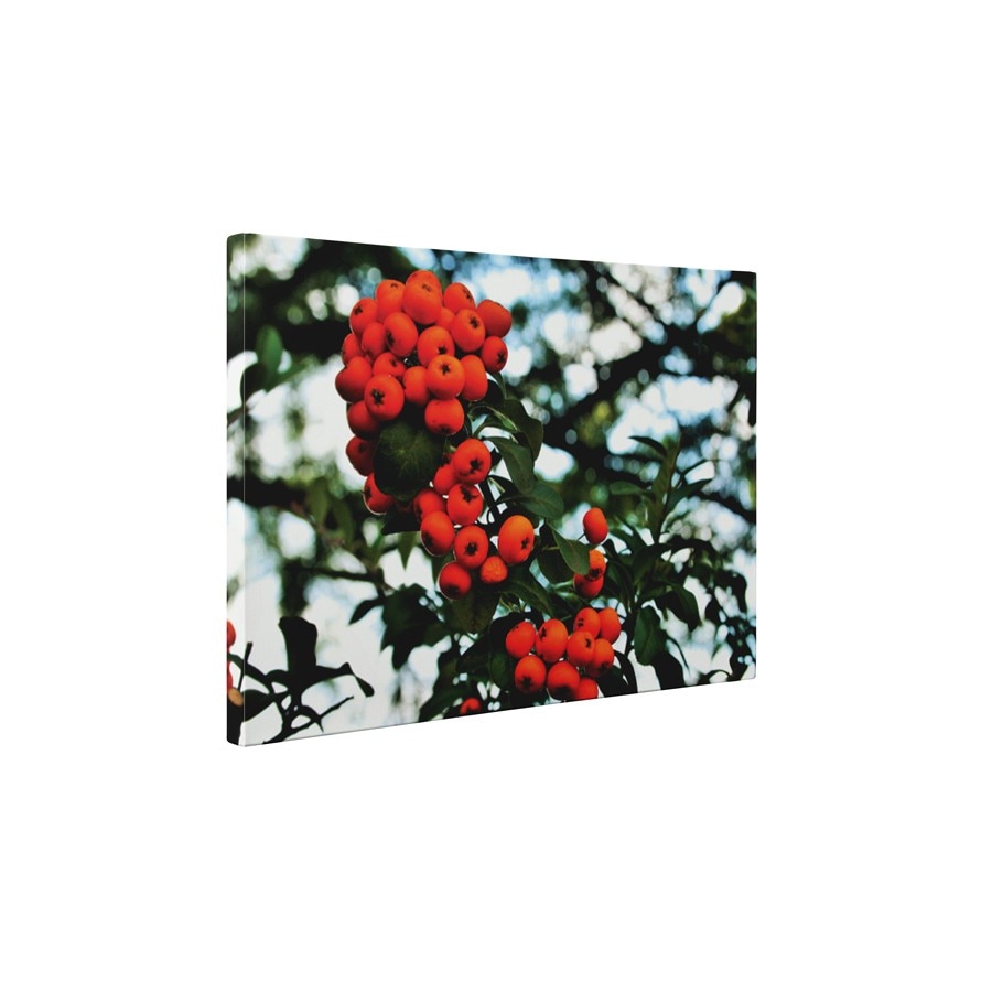 Cotoneaster - Tablou Canvas - 45x60 cm