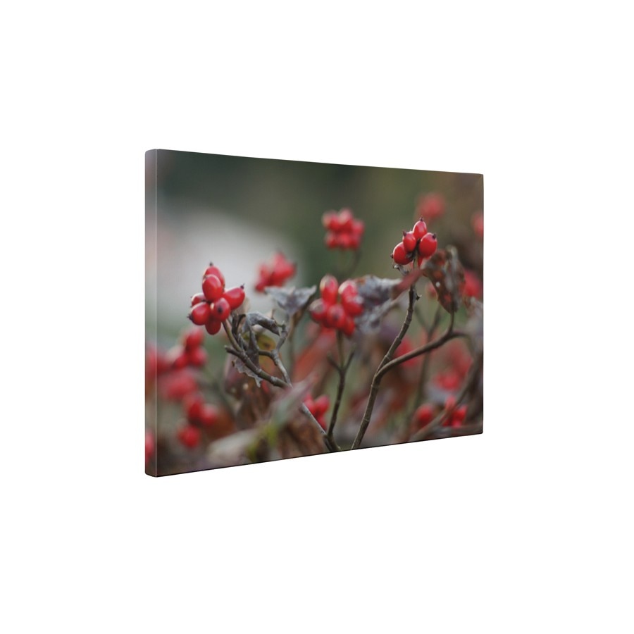 Boabe de macese coapte - Tablou Canvas - 60x75 cm