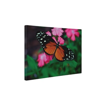 Butterfly - Tablou Canvas - 75x100 cm Butterfly - Tablou Canvas - 75x100 cm