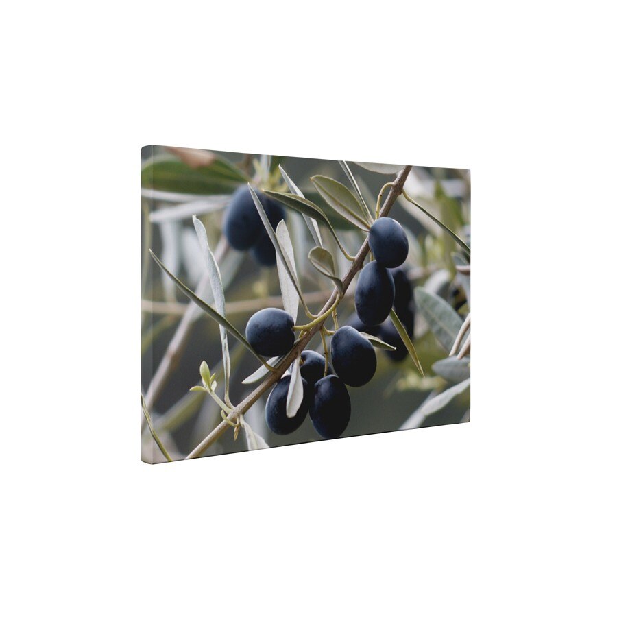 Masline - Tablou Canvas - 45x60 cm