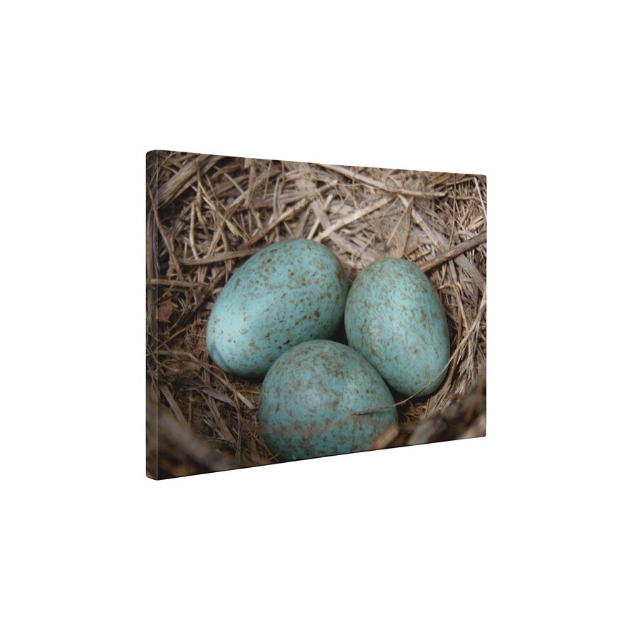 Ou de corb - Tablou Canvas - 60x80 cm