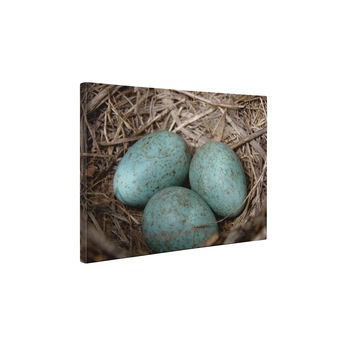 Ou de corb - Tablou Canvas - 50x65 cm Ou de corb - Tablou Canvas - 50x65 cm