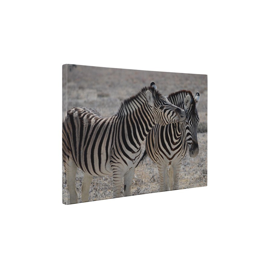 Familie de zebre - Tablou Canvas - 80x105 cm