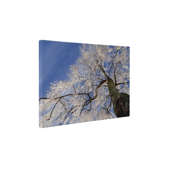 Copacul inghetat - Tablou Canvas - 80x105 cm Copacul inghetat - Tablou Canvas - 80x105 cm