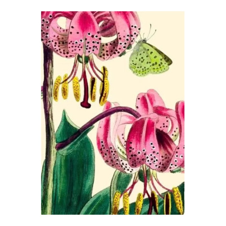 Felicitare Karnet B6 cu coperta Lilia, Madame Treacle, produs in Marea Britanie