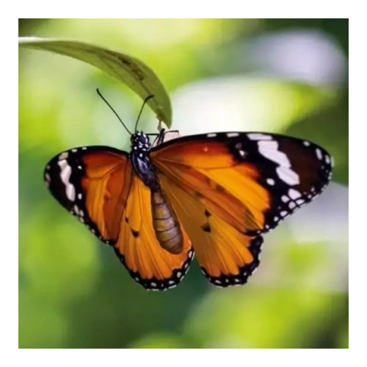 Felicitare set, Museums & Galleries, Karnet kwadrat Tiger Butterfly, multicolor, 15x15cm