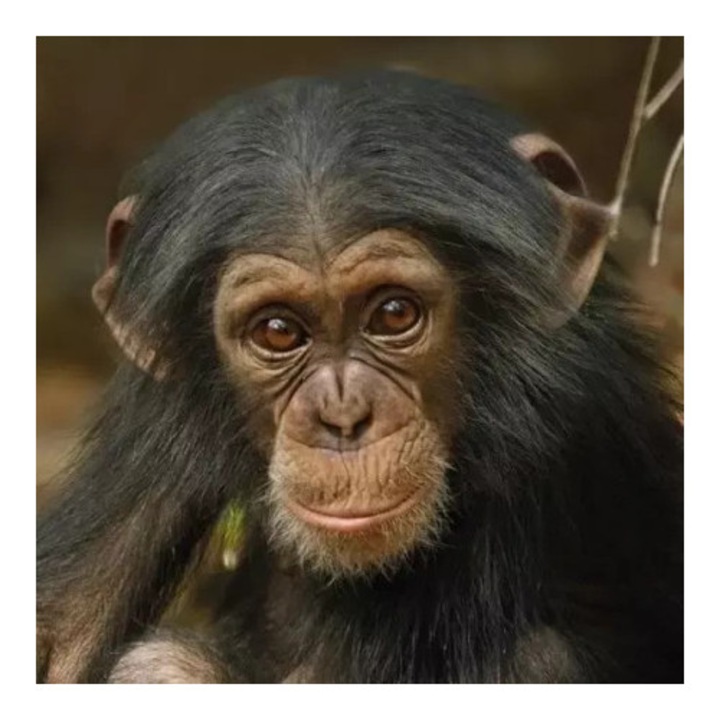 Felicitare set, Museums & Galleries, Karnet kwadrat Baby Chimp, multicolor, 15x15cm