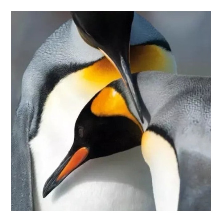 Felicitare set, Museums & Galleries, Karnet kwadrat cu coperta, BBC Earth, pinguini, 15x15cm