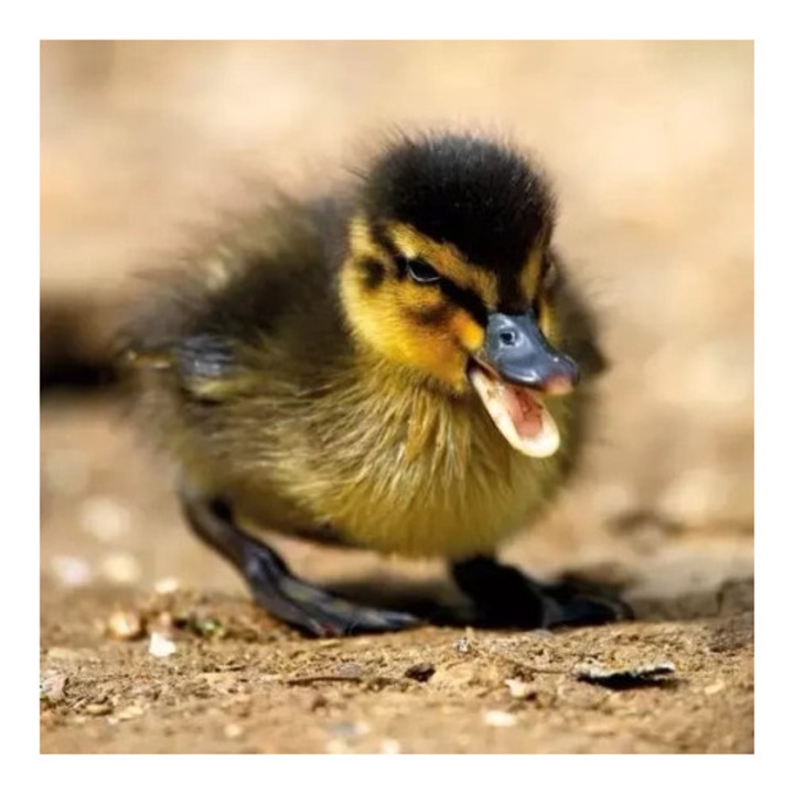 Felicitare, Museums & Galleries, Karnet kwadrat cu coperta, BBC Earth, 15x15cm