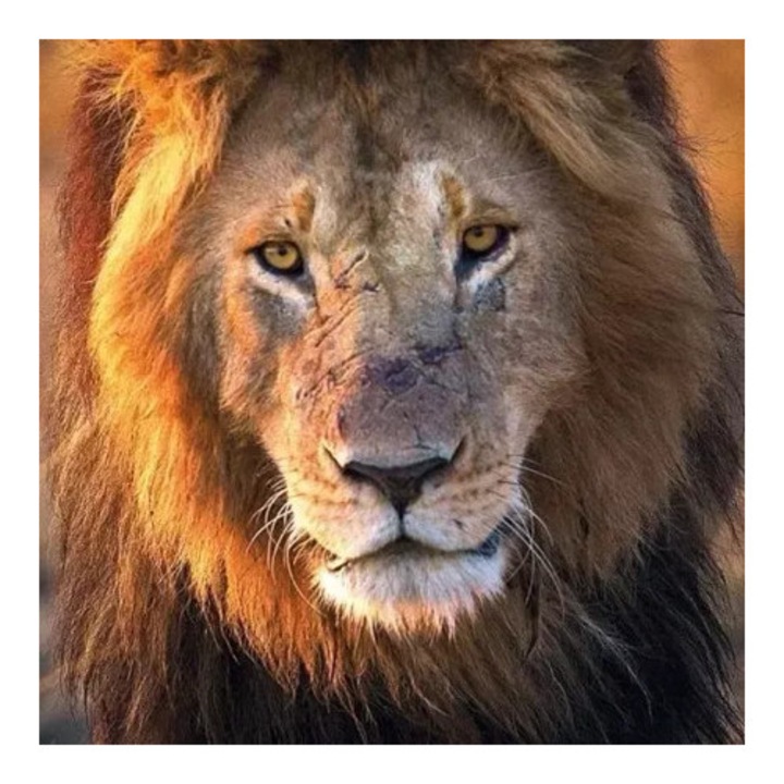 Felicitare set, Museums & Galleries, Karnet kwadrat cu coperta, BBC Earth, 15x15cm