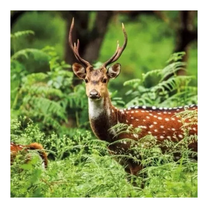 Felicitare Karnet kwadrat cu coperta, Museums & Galleries, BBC Earth, Chital Deer