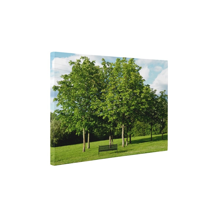 Parcul verde - Tablou Canvas - 60x75 cm