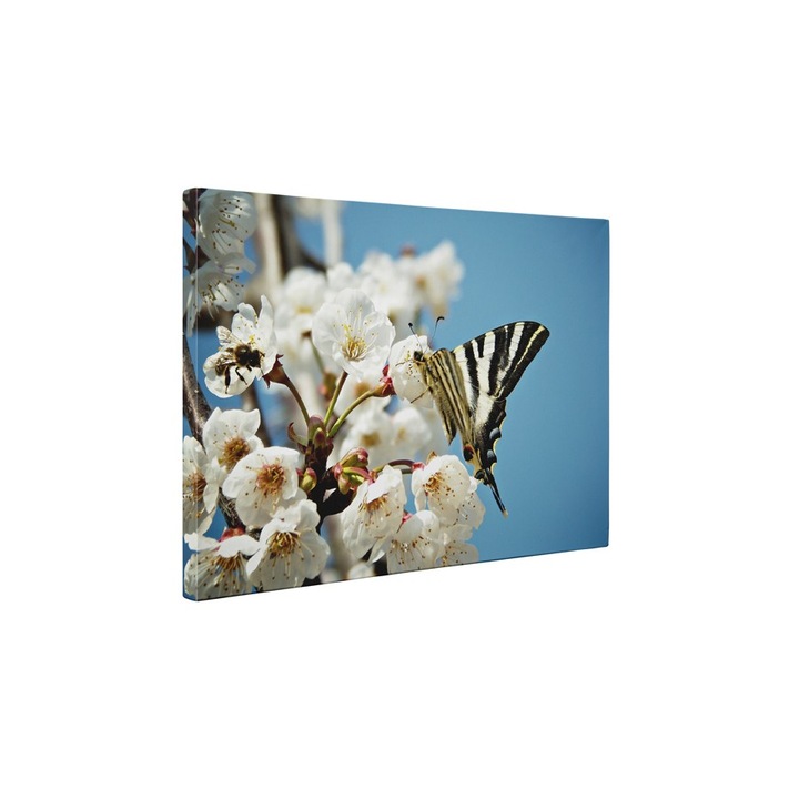 Fluturele pe piersic - Tablou Canvas - 80x105 cm