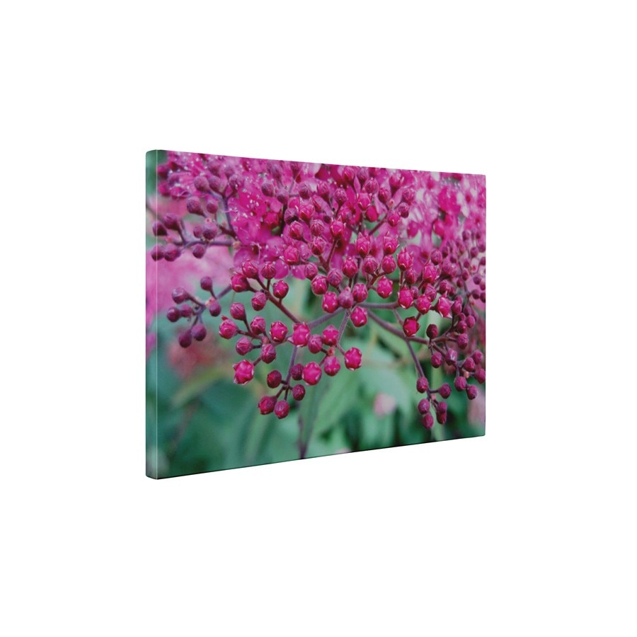 Pink small flowers - Tablou Canvas - 15x20 cm