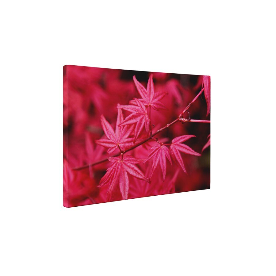 Artar japonez cu frunze rosii - Tablou Canvas - 60x75 cm