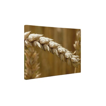 Grau copt - Tablou Canvas - 25x35 cm Grau copt - Tablou Canvas - 25x35 cm