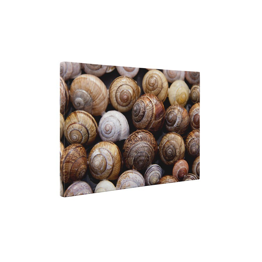 Familie de melci - Tablou Canvas - 60x80 cm