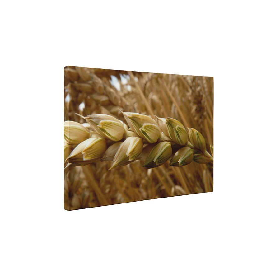 Inainte de recoltare - Tablou Canvas - 60x75 cm