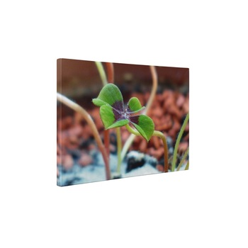 Trifoi cu patru foi - Tablou Canvas - 15x20 cm Trifoi cu patru foi - Tablou Canvas - 15x20 cm