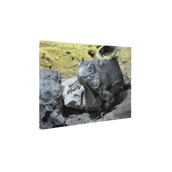 Iguana - Vászonfestmény - 15x20 cm