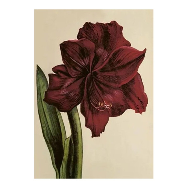 Felicitare ST515 B6 cu coperta Amarylis, fara text, produs in Suedia