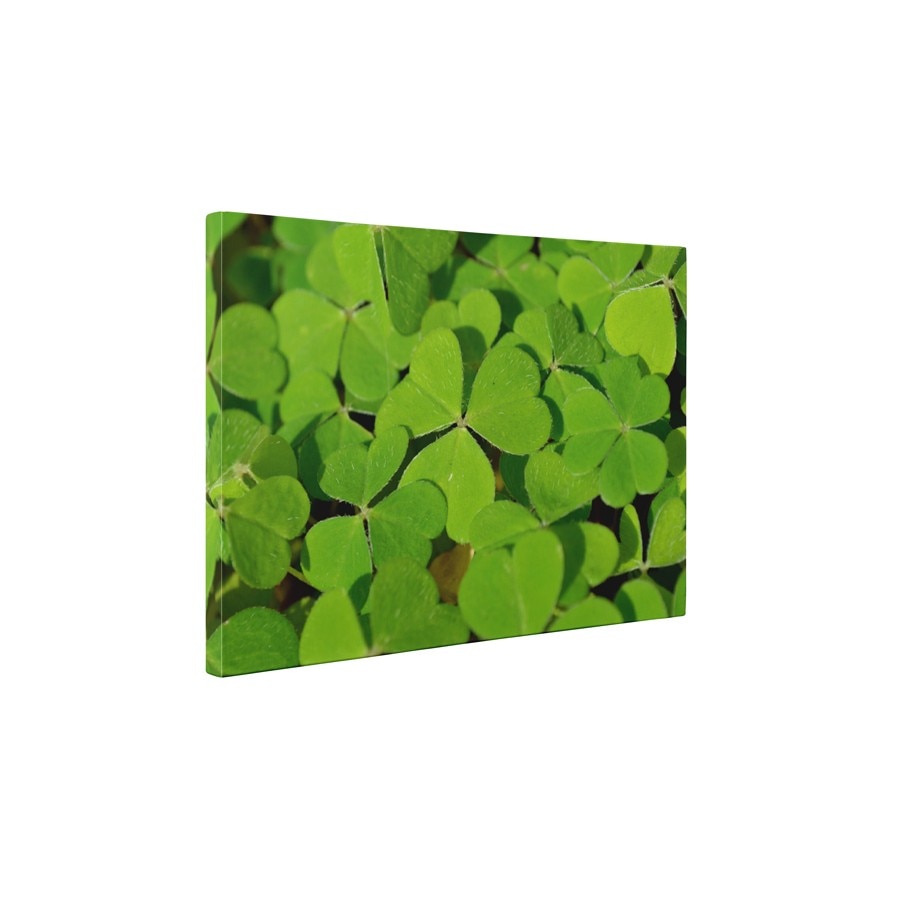 Multime de trifoi - Tablou Canvas - 30x40 cm