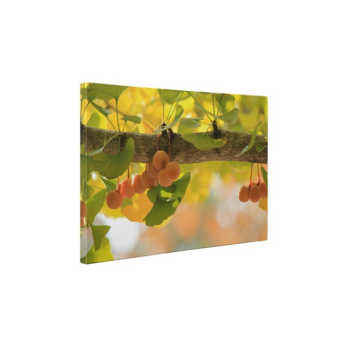 Fructe coapte - Tablou Canvas - 65x85 cm