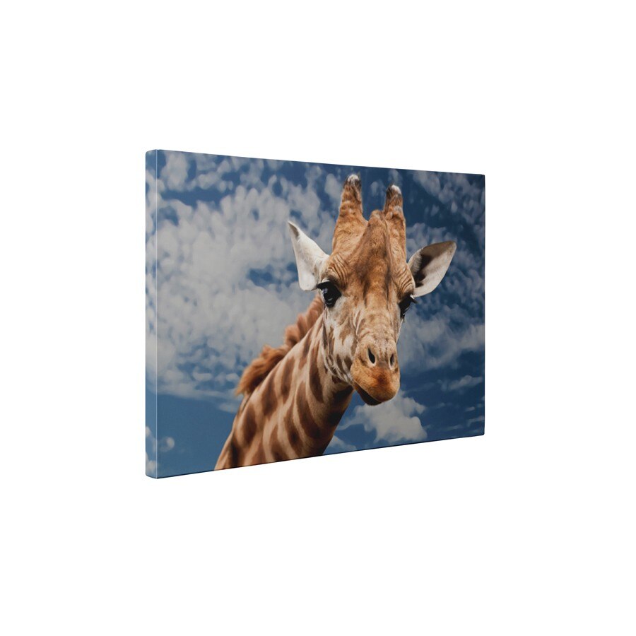Girafa inalta - Tablou Canvas - 35x45 cm