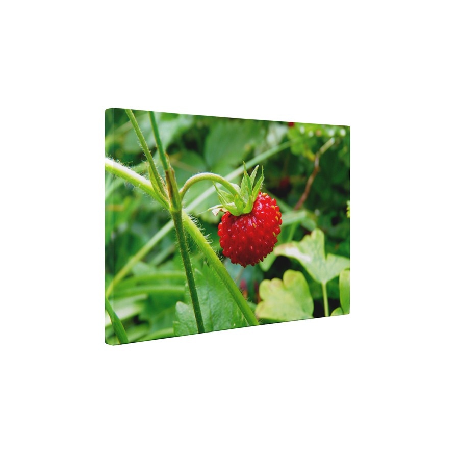 Fragi - Tablou Canvas - 60x75 cm