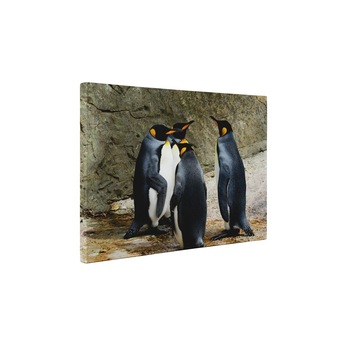 Intalnirea pinguinilor - Tablou Canvas - 30x40 cm Intalnirea pinguinilor - Tablou Canvas - 30x40 cm