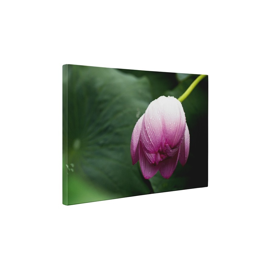 Boboc de floare mov - Tablou Canvas - 60x75 cm