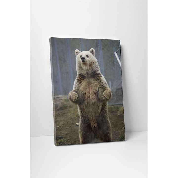 Kíváncsi medve vakrámás vászonkép - 30x40 cm