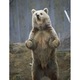 Kíváncsi medve vakrámás vászonkép - 30x40 cm