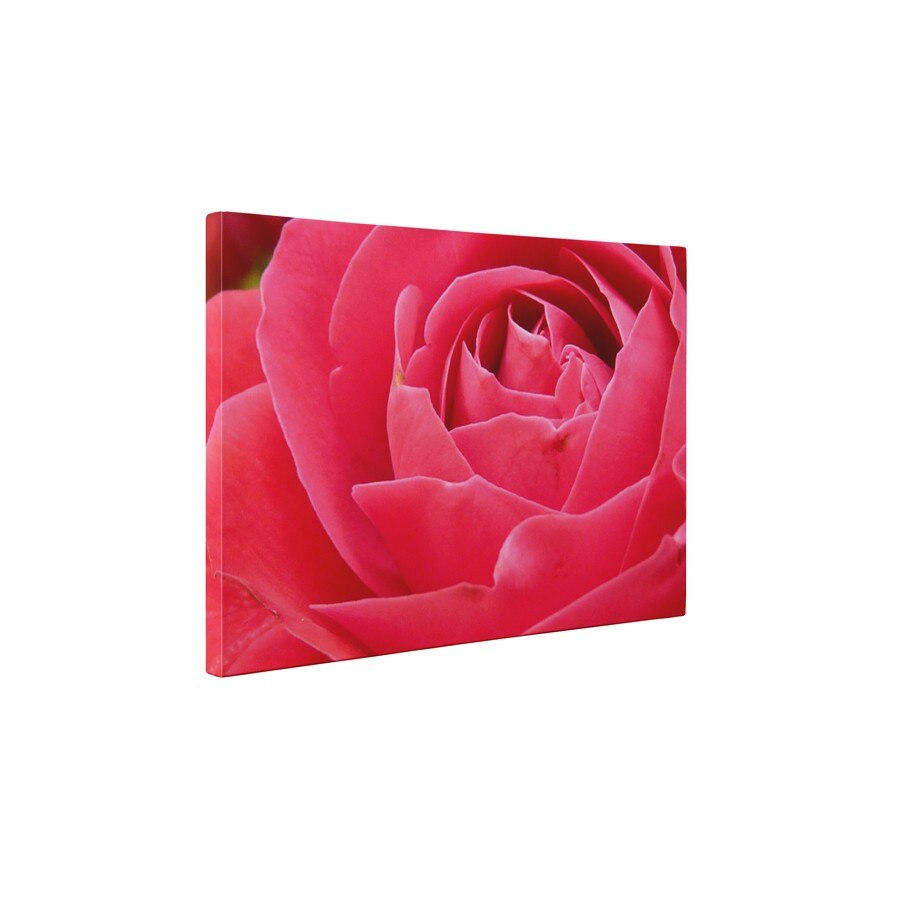 Petale de trandafir - Tablou Canvas - 60x75 cm