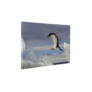 Pinguin zburator - Tablou Canvas - 50x65 cm Pinguin zburator - Tablou Canvas - 50x65 cm