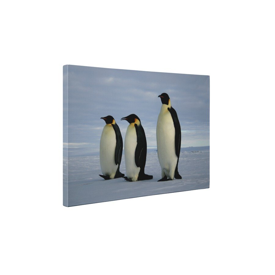 Trei pinguini - Tablou Canvas - 45x60 cm