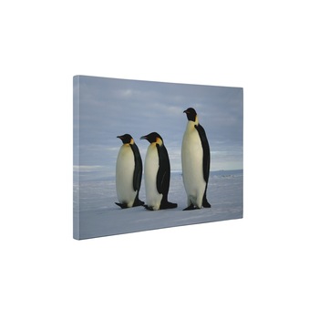 Trei pinguini - Tablou Canvas - 95x125 cm Trei pinguini - Tablou Canvas - 95x125 cm