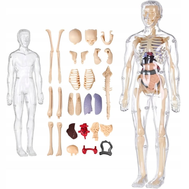 Model Anatomic 3D al Corpului Uman cu Organe si Schelet, Set Educational