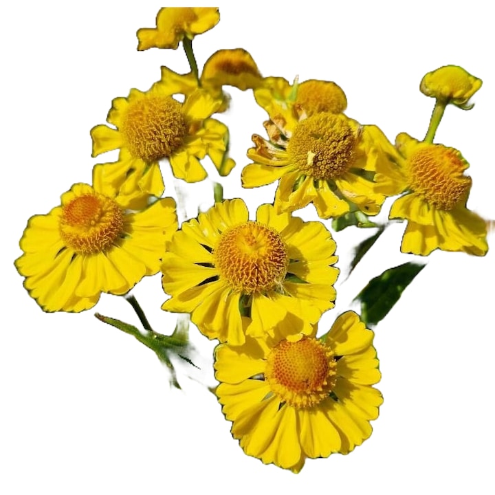 Planta perena de gradina Floarea Elenei (Helenium autumnale) (flori galbene)