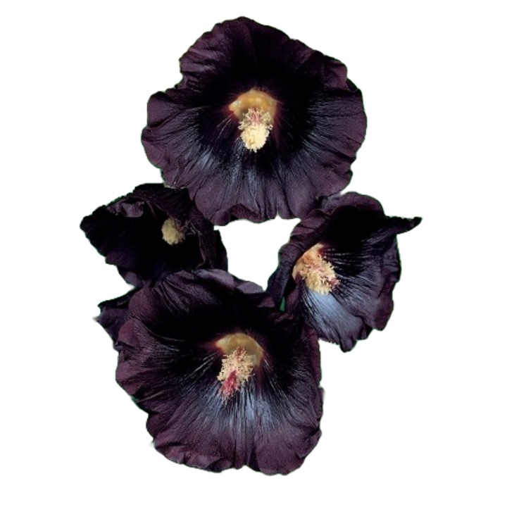 Planta perena de gradina Nalba neagra (Alcea rosea Nigra)