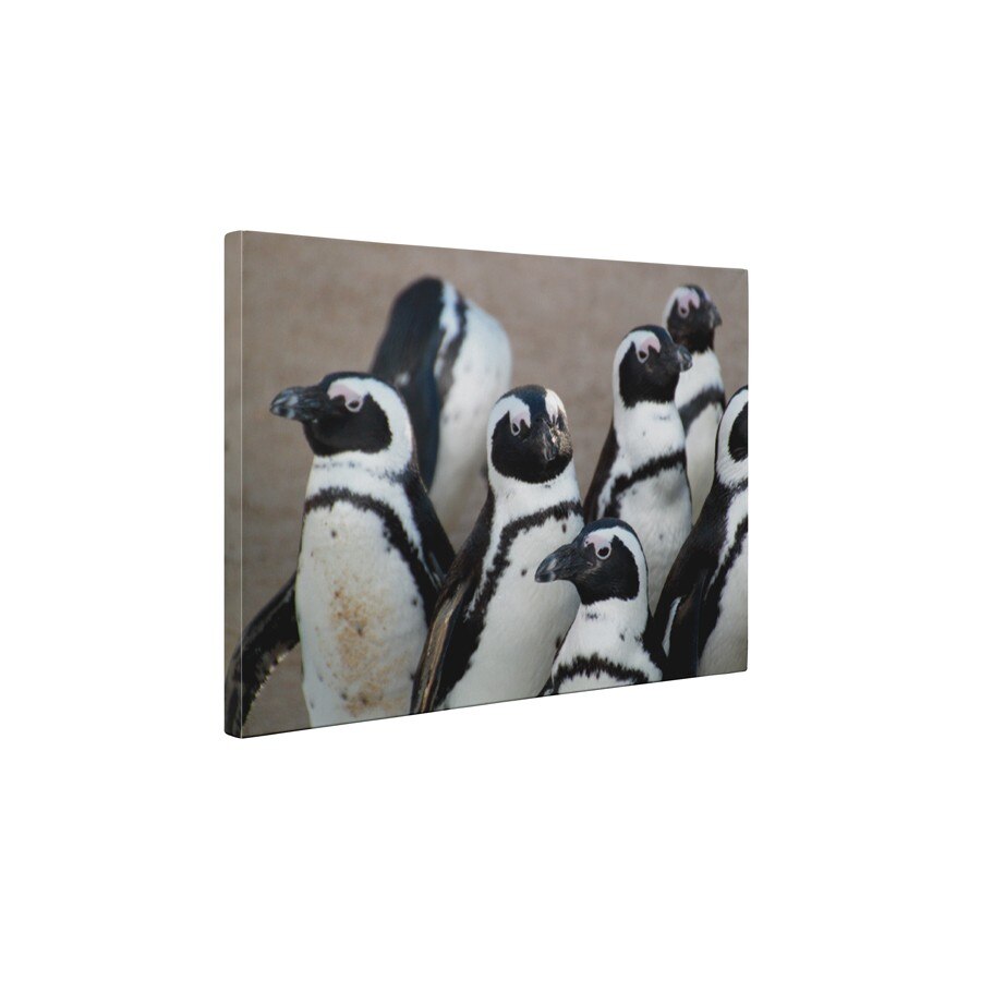 Grup de pinguini - Tablou Canvas - 30x40 cm