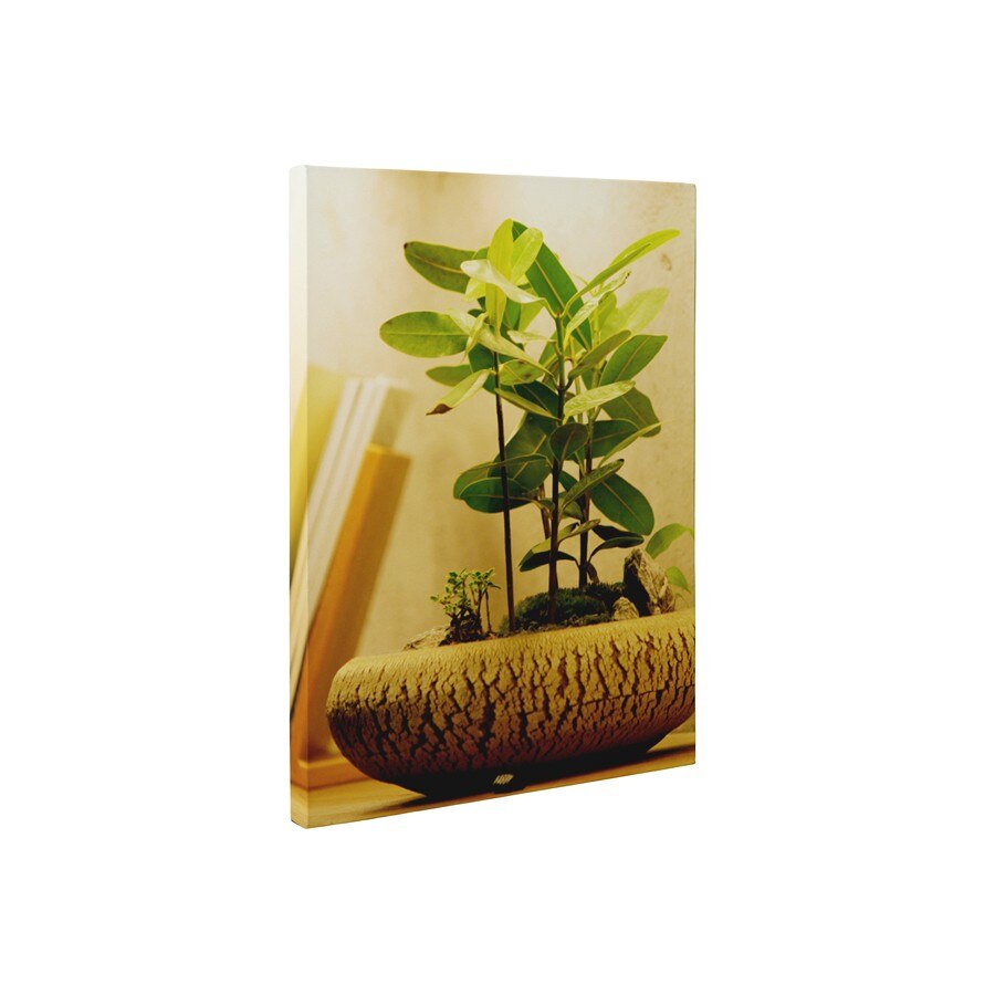 Bonsai micut - Tablou Canvas - 60x80 cm