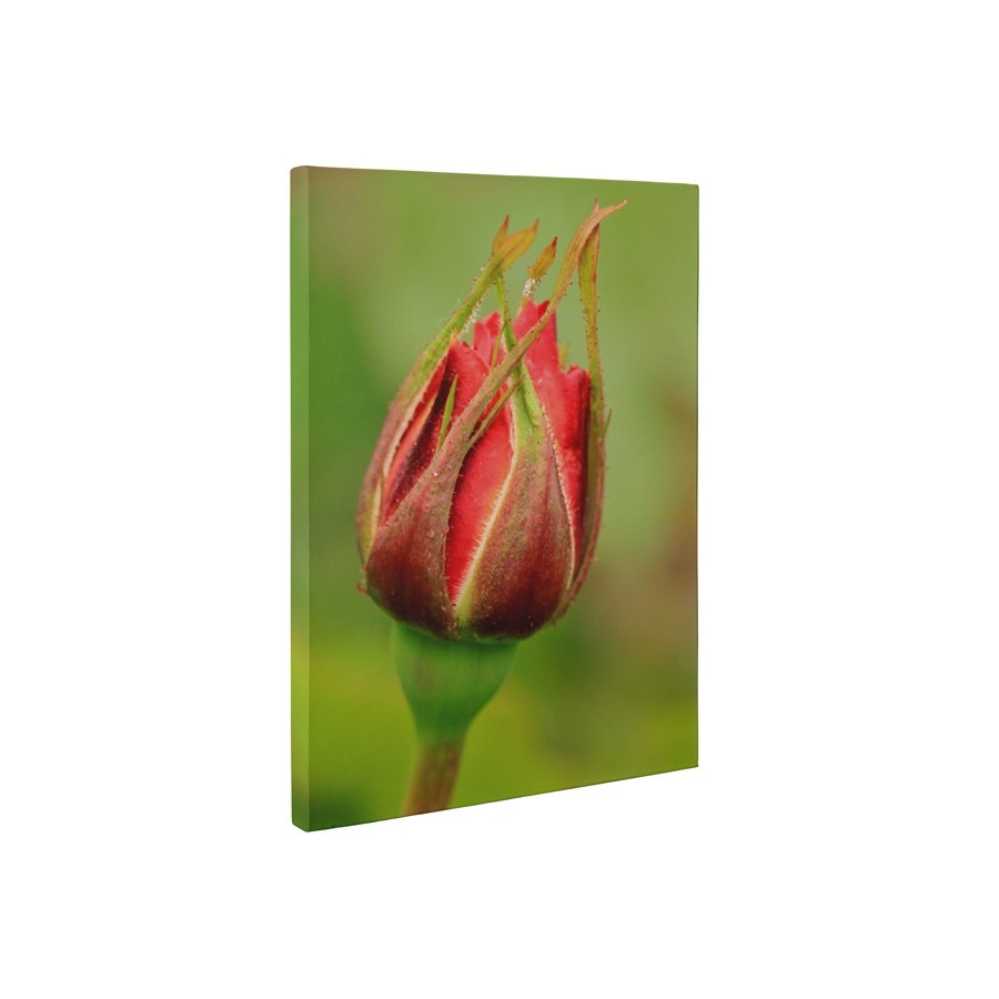 Bobob de trandafir - Tablou Canvas - 60x80 cm