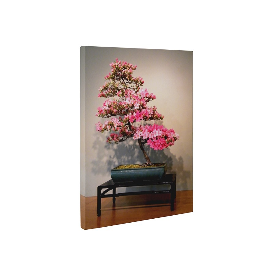 Azalea bonsai - Tablou Canvas - 60x80 cm