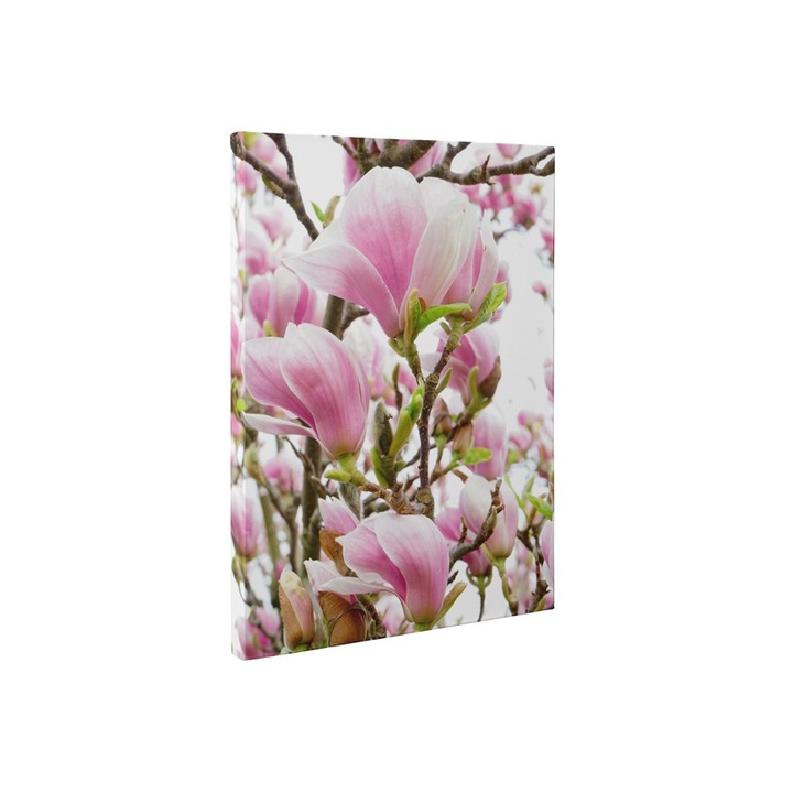 Magnolia inflorita - Tablou Canvas - 85x110 cm