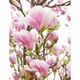 Magnolia inflorita - Tablou Canvas - 85x110 cm
