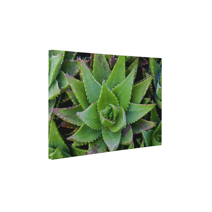 Aloe Vera - Tablou Canvas - 60x80 cm