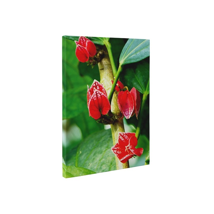 Flori tropicale - Tablou Canvas - 75x100 cm
