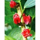 Flori tropicale - Tablou Canvas - 75x100 cm