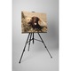 Cuplu Labrador - Tablou Canvas - 75x100 cm